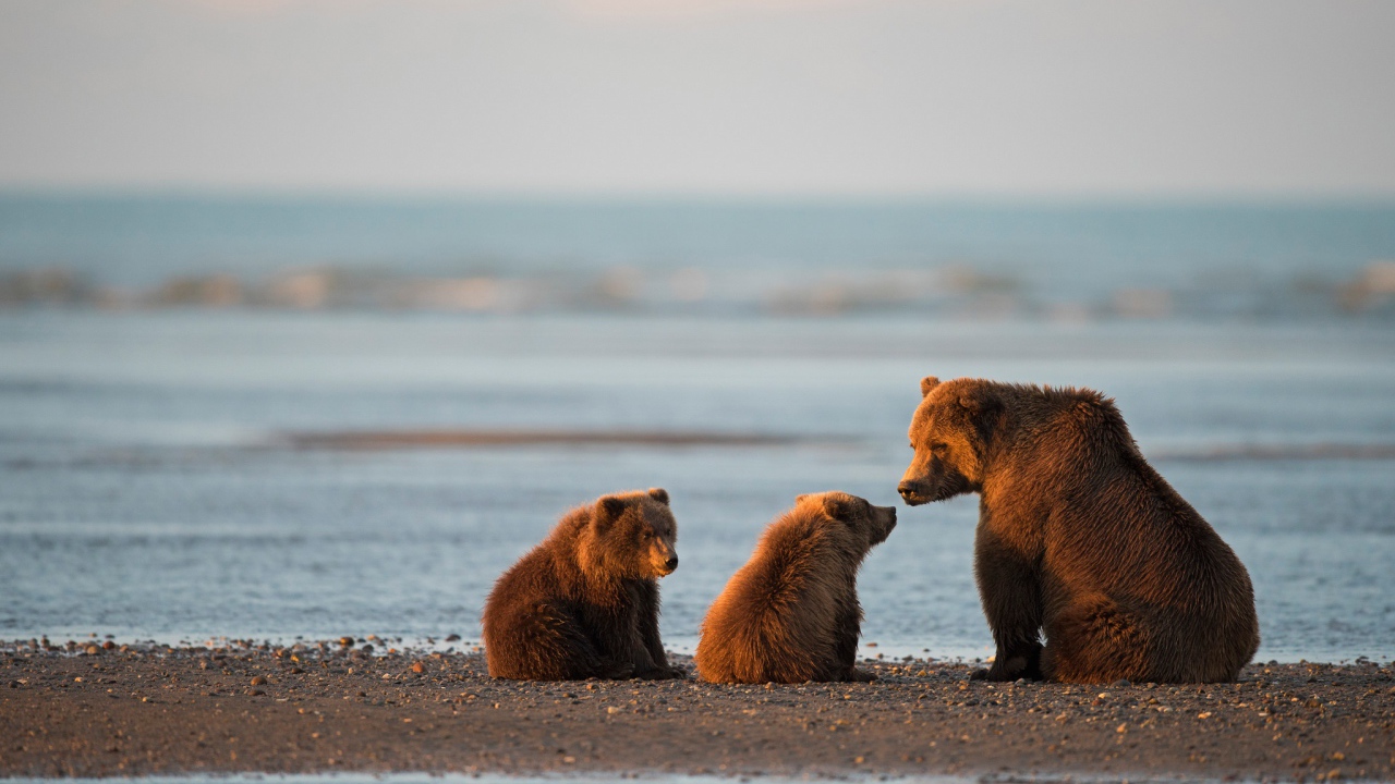 Большая бурая медведица с медвежатами у воды