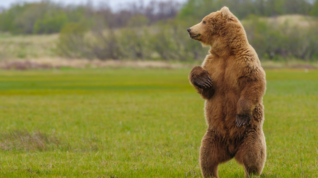 Большой бурый медведь на зеленой траве