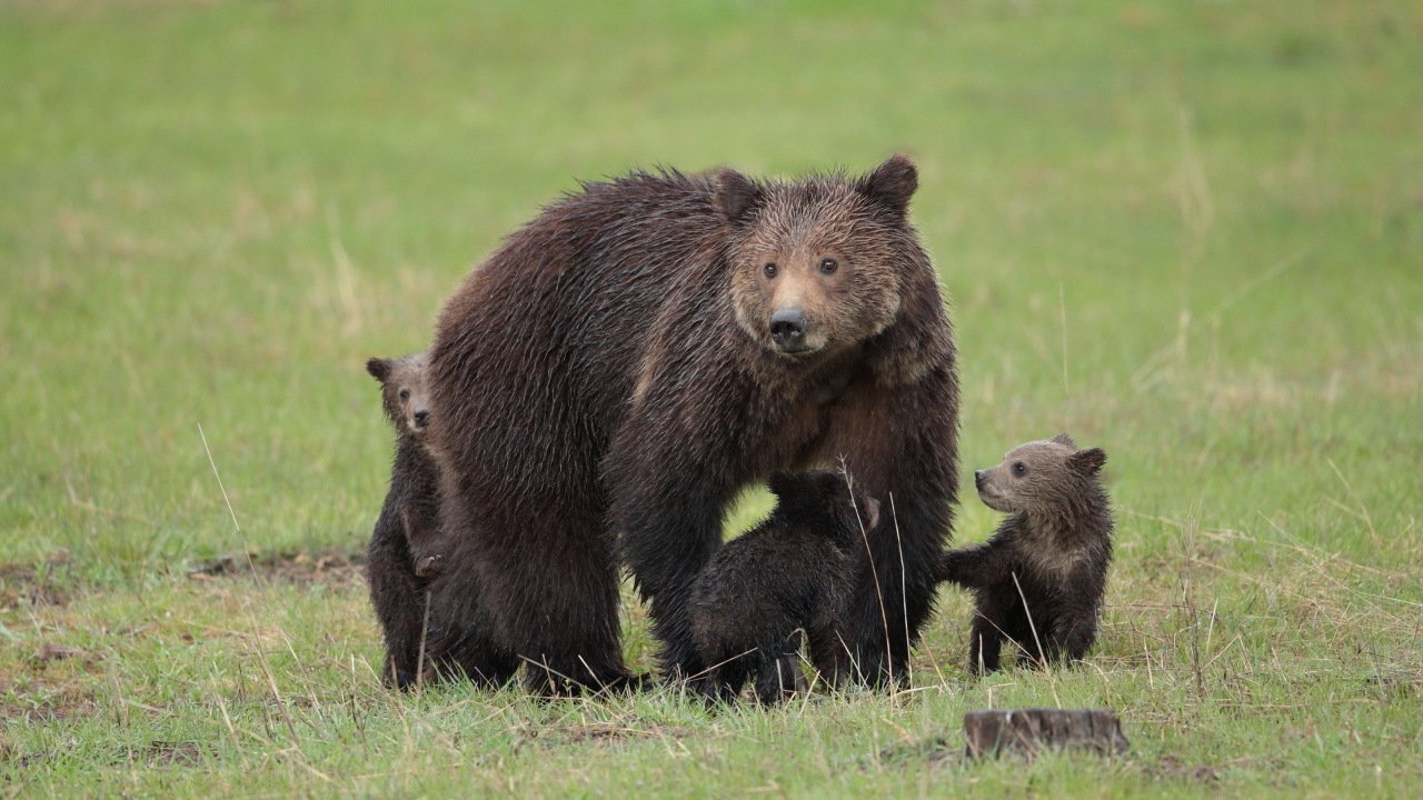 Большая бурая медведица с медвежатами на зеленой траве