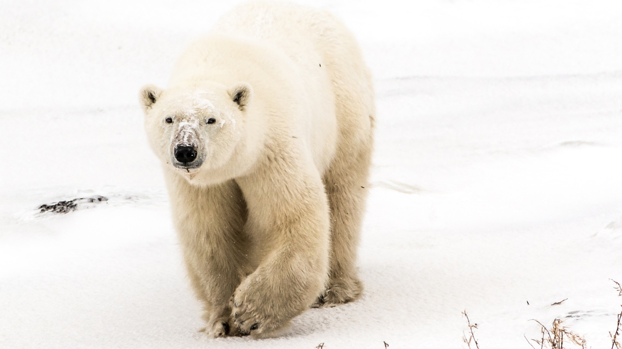 Большой грозный белый медведь идет по снегу