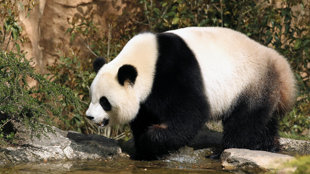 Большая панда идет по воде