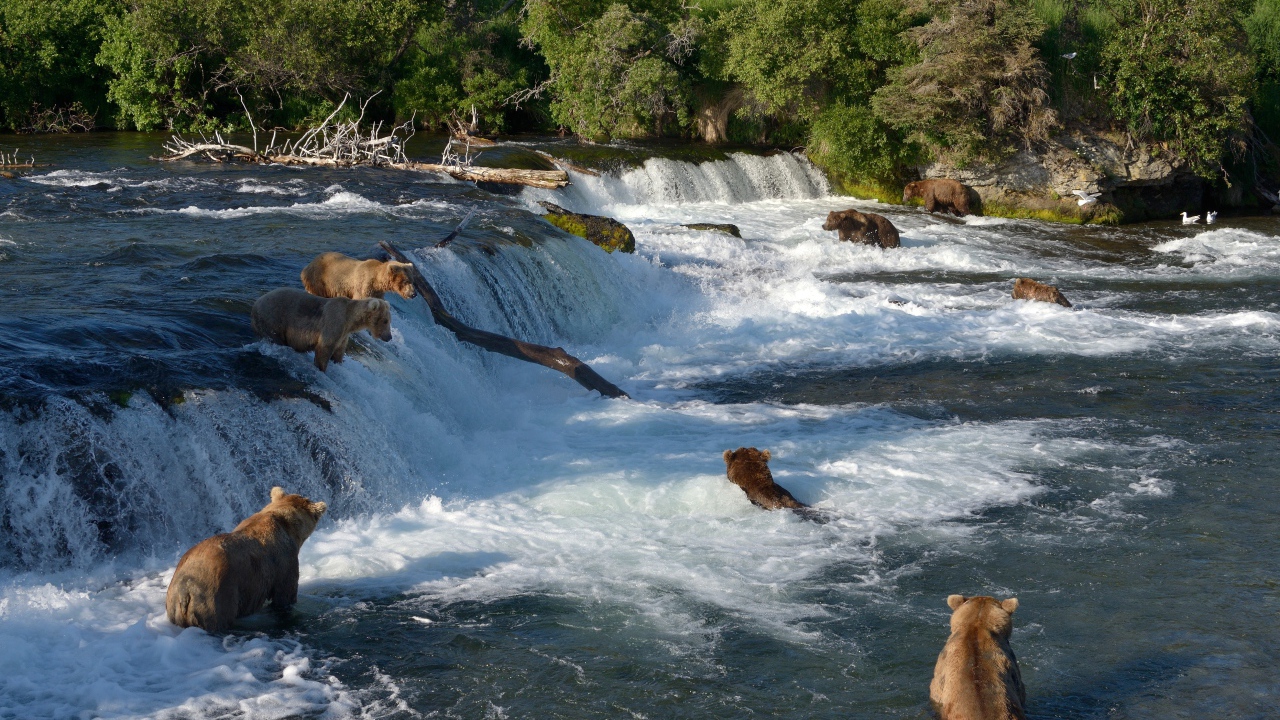 Бурые медведи ловят рыбу в горной реке