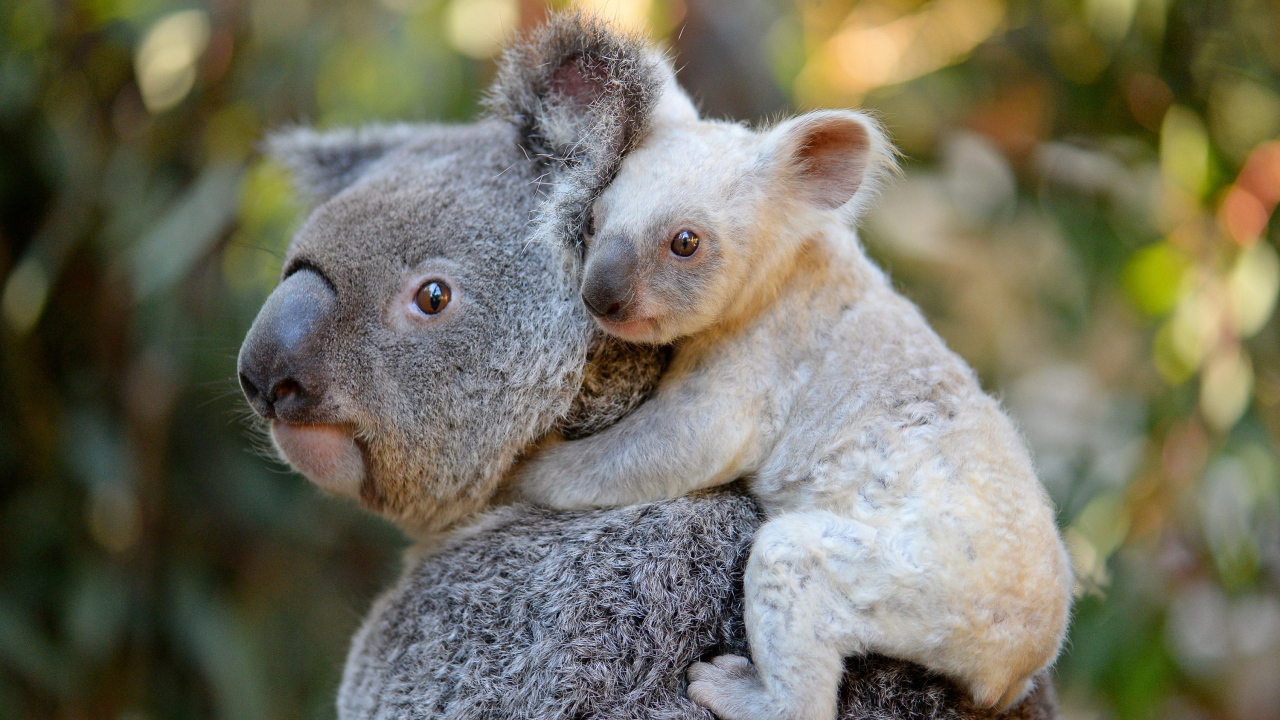 Koala with a small calf on his back