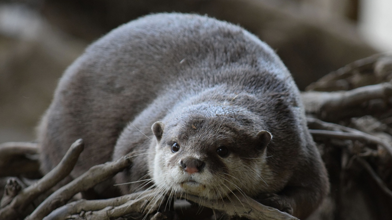 Серая выдра лежит на сухих ветках 