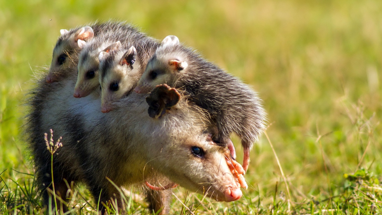 Опоссум с детенышами на спине