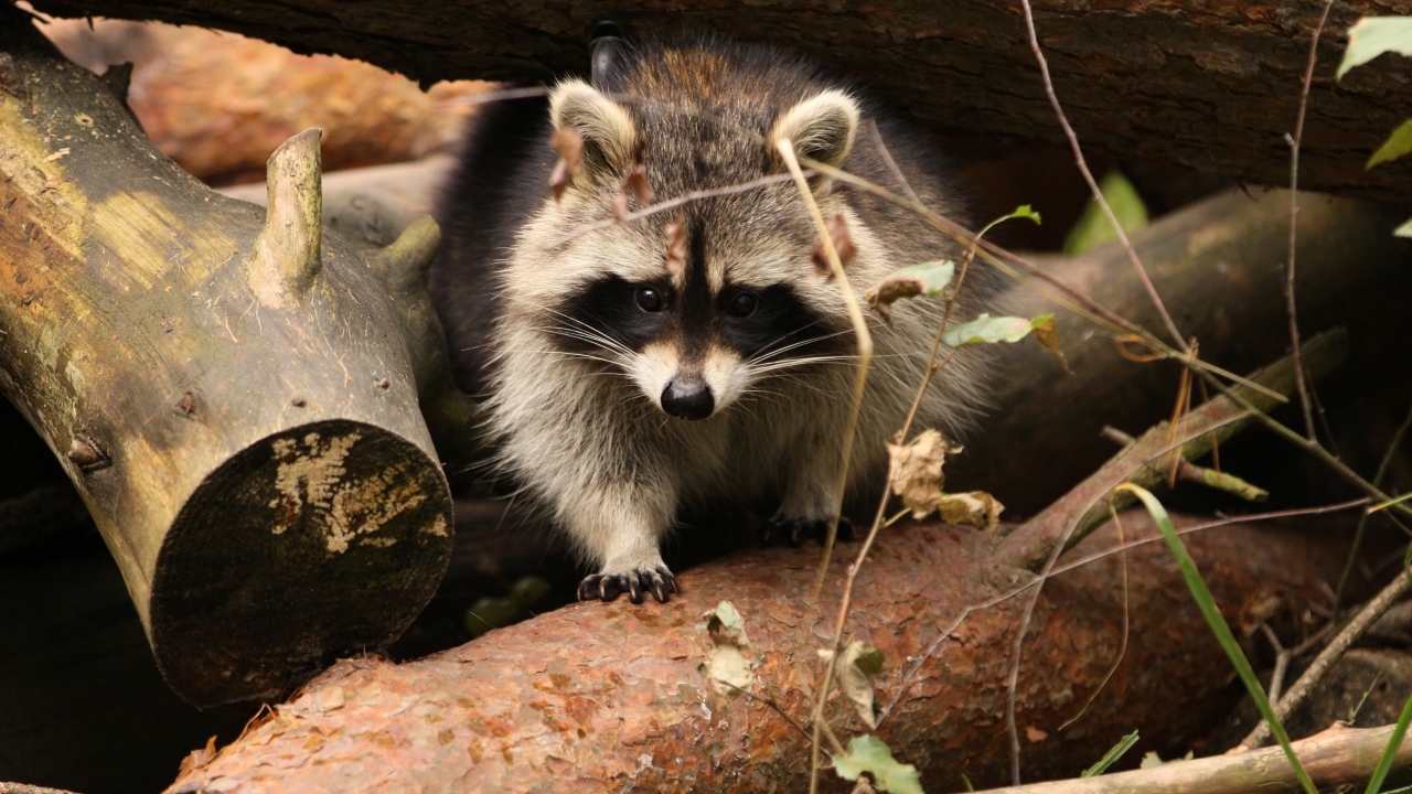 Енот сидит на деревянных пнях