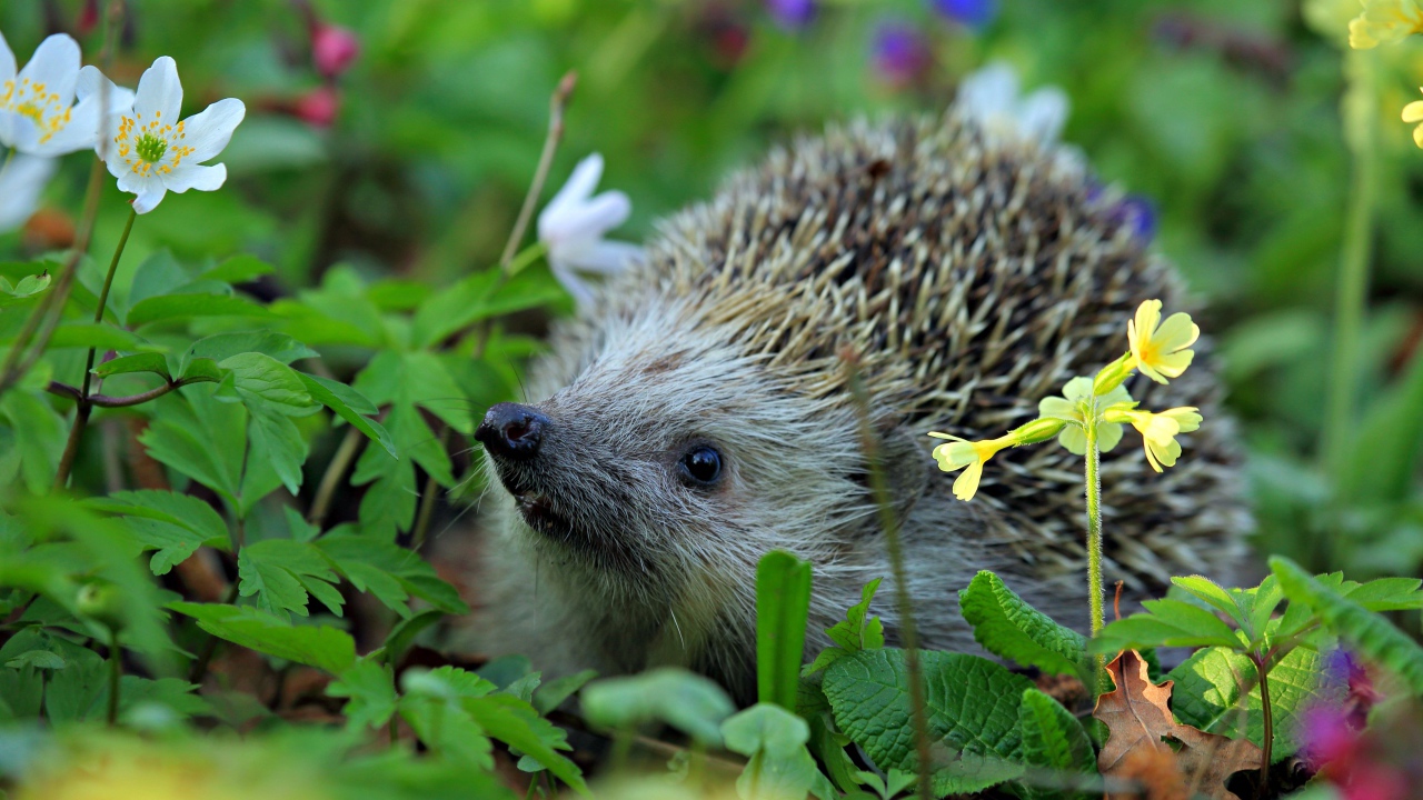 Колючий лесной еж стоит в цветах