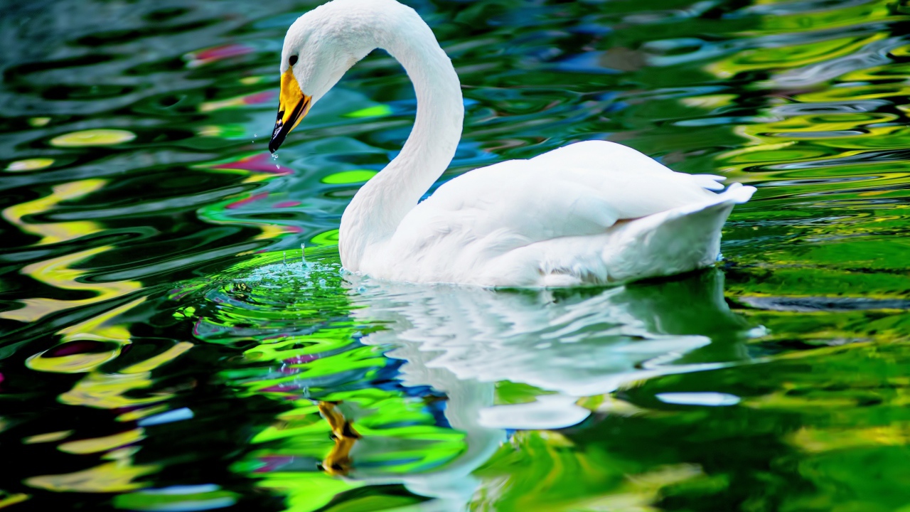 Красивый белый лебедь отражается в воде