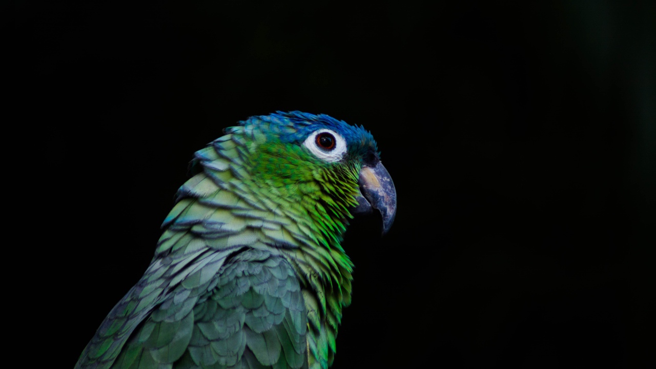 Зеленый попугай на черном фоне крупным планом
