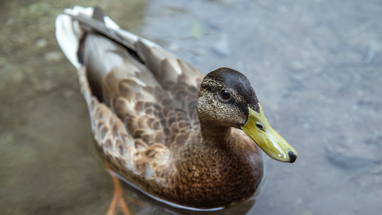 Большая серая утка плавает в воде