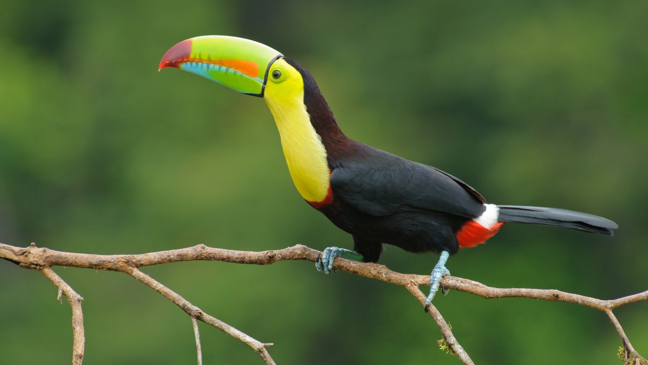 Большая птица тукан сидит на тонкой ветке дерева