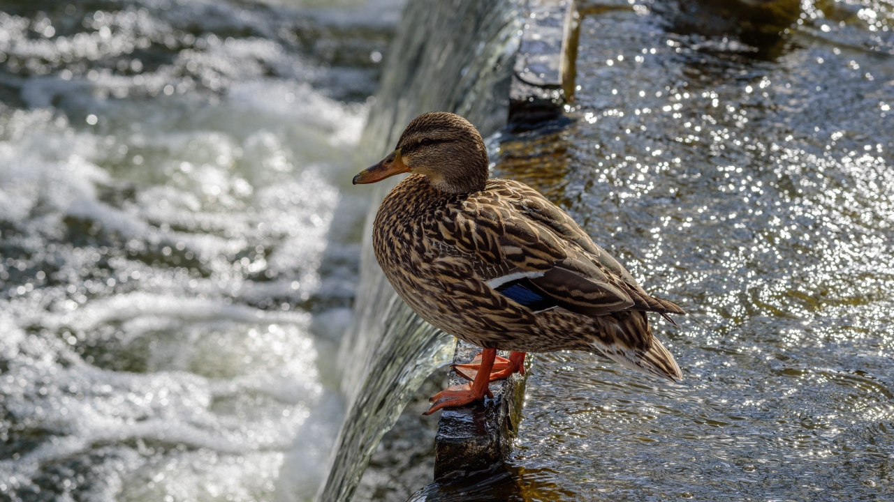 Маленькая серая утка у воды