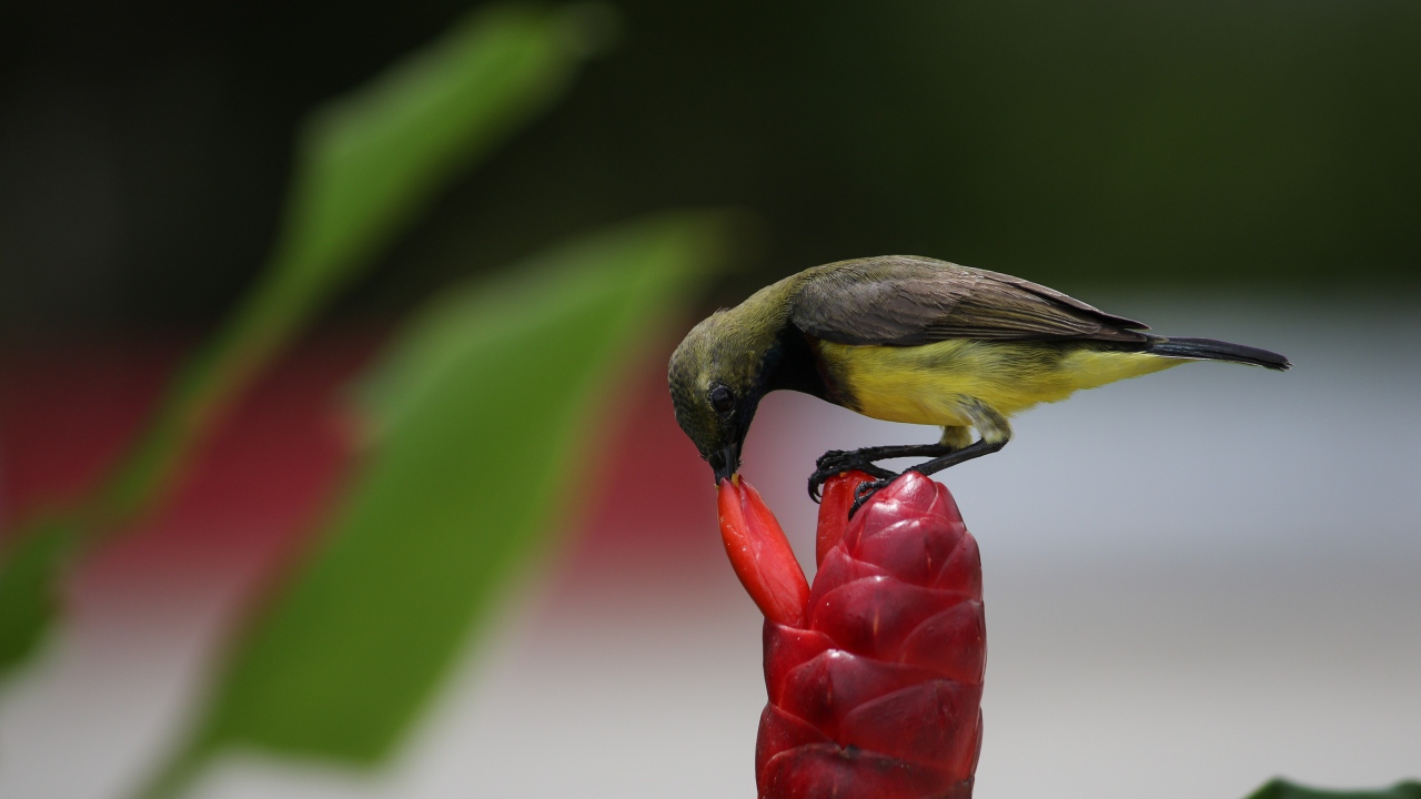 Маленькая птица колибри кормится на красном цветке