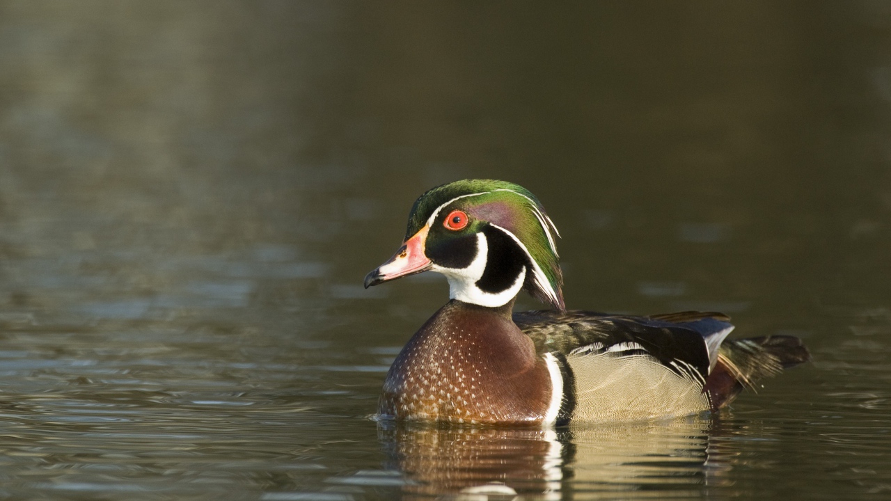 Красивая утка в воде крупным планом