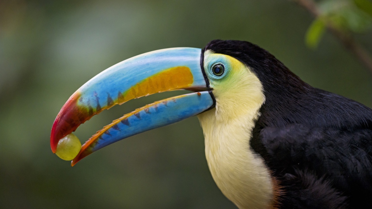 Большой красивый тукан с виноградом в клюве