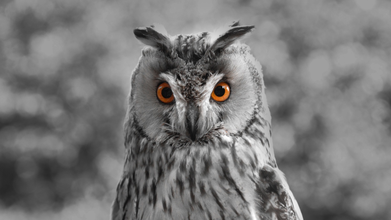 Большая серая сова с желтыми глазами