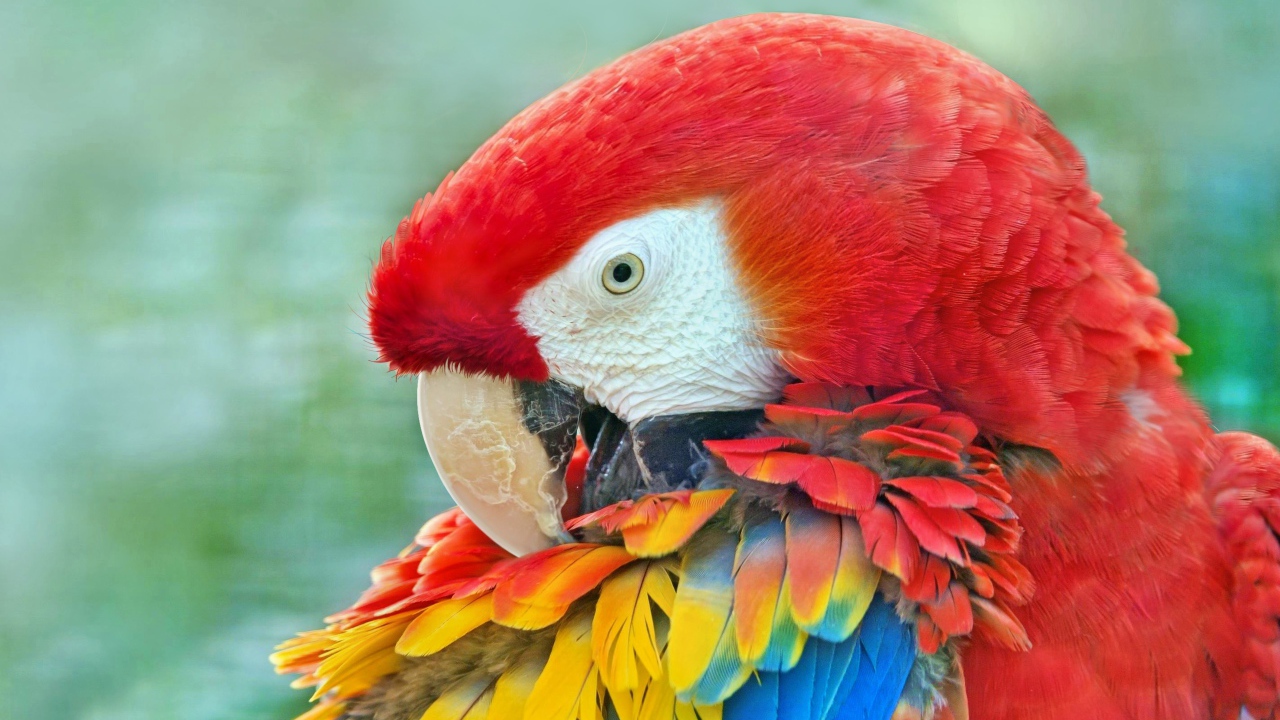Большой красный ара с яркими перьями крупным планом