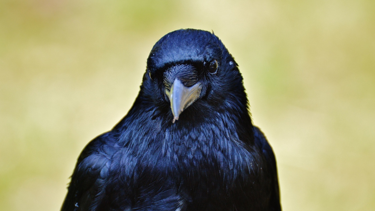 Черный ворон крупным планом