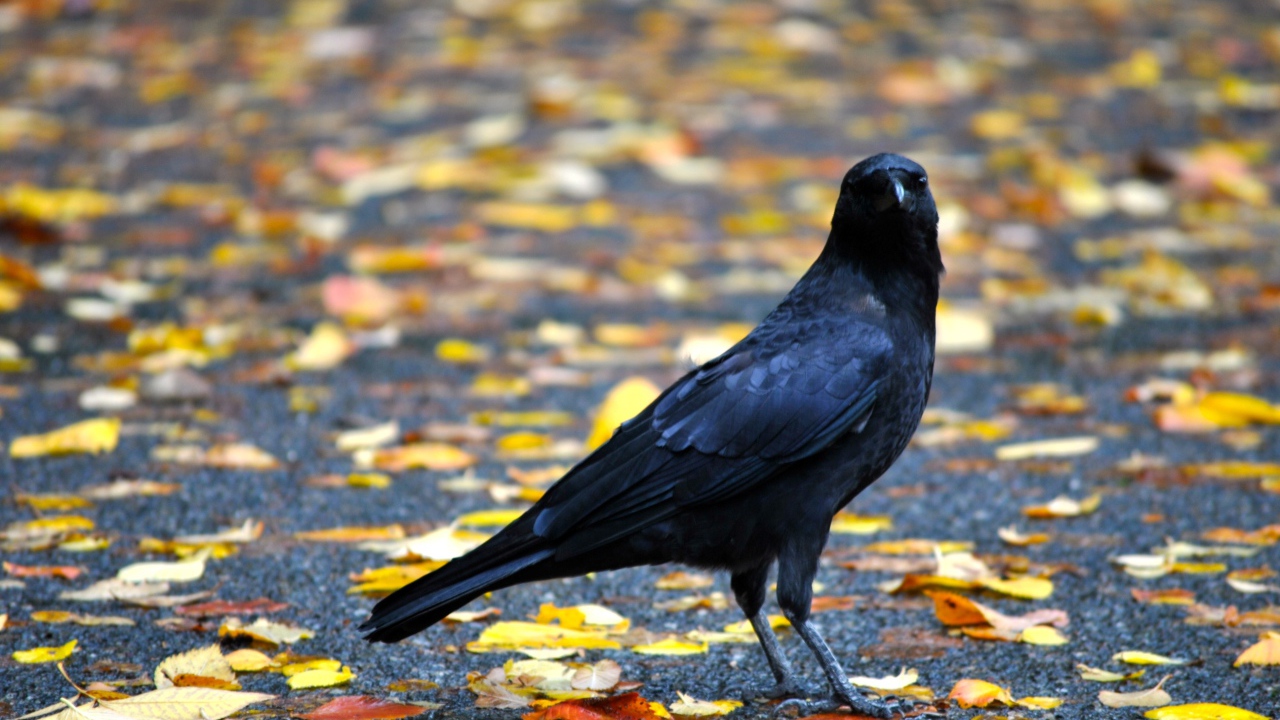 Черный ворон на земле с желтыми опавшими листьями осенью 
