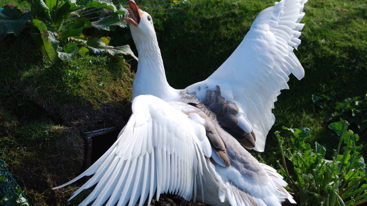 Злой белый домашний гусь