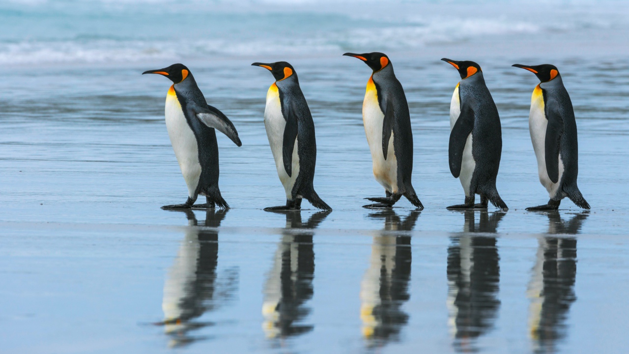 Пять пингвинов идут по воде