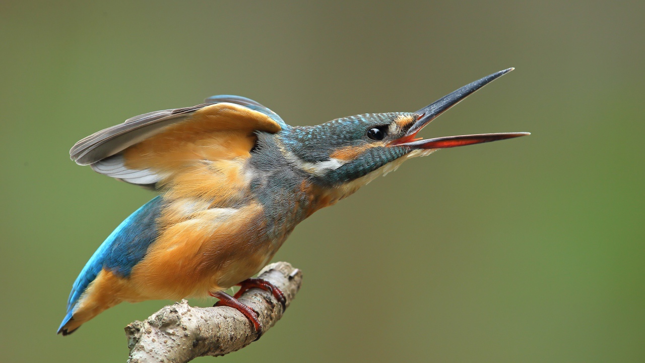 Зимородок с открытым клювом на ветке