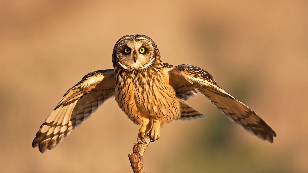 Сова взлетает с ветки 