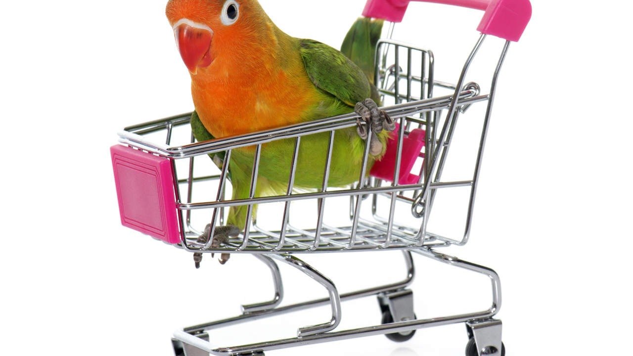 Попугай в маленькой тележке на белом фоне