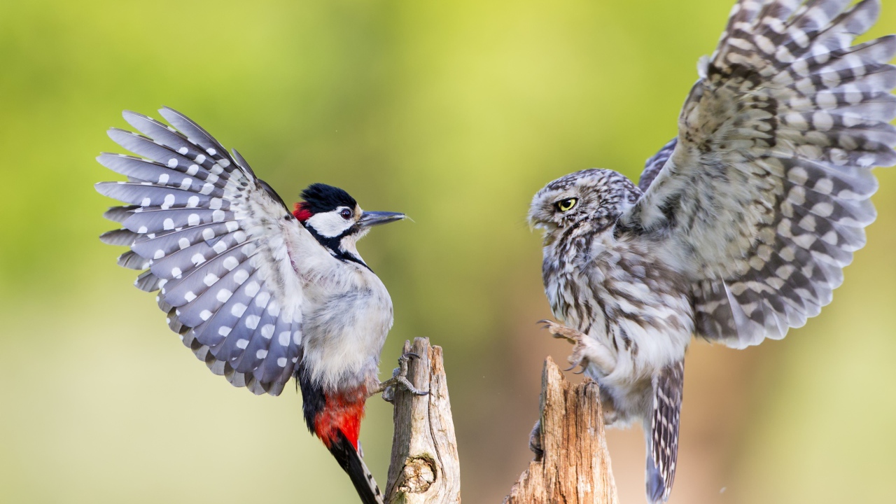 Ссора совы и дятла на сухом дереве
