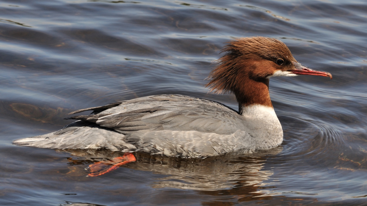 Птица крохаль в воде
