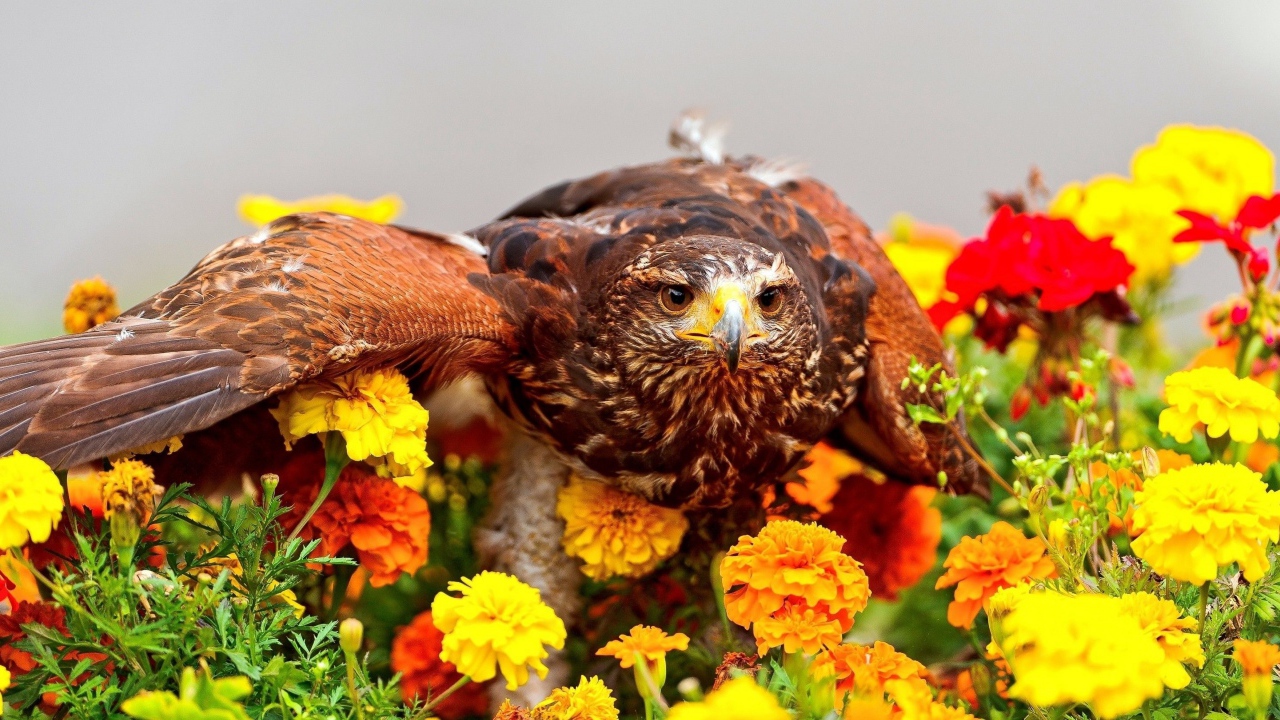 Хищный ястреб сидит на цветах