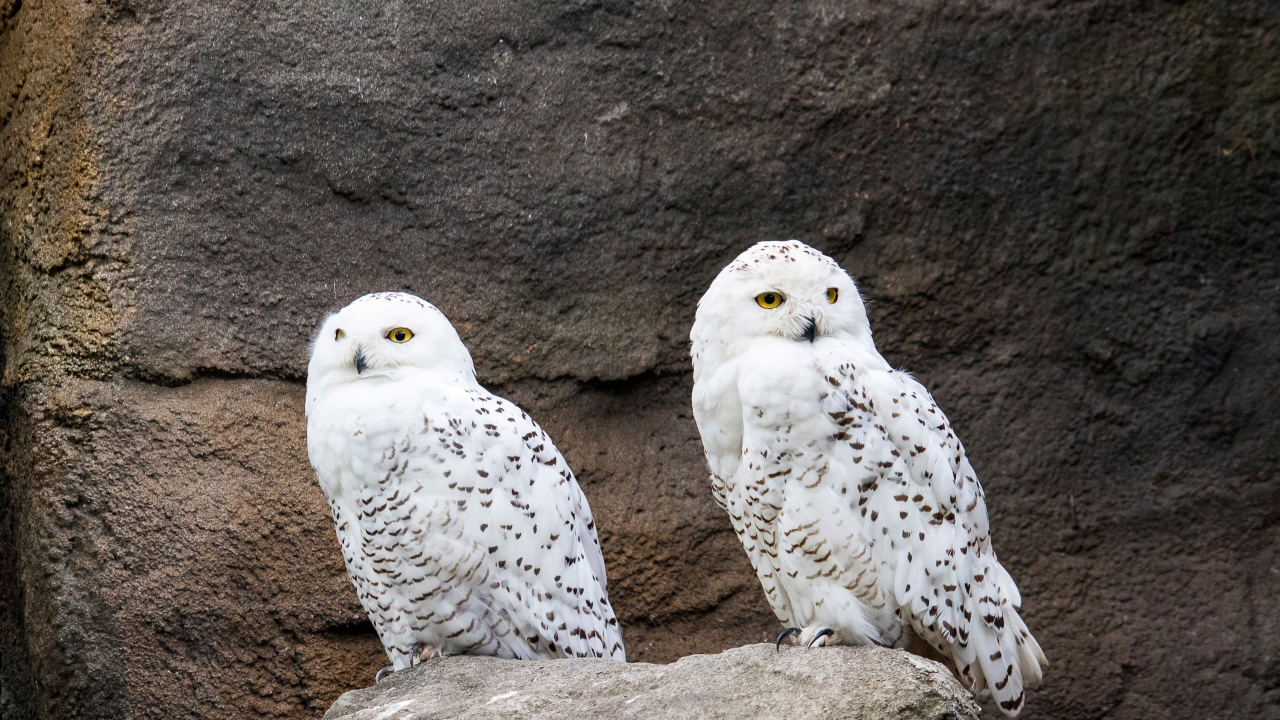 Две грациозные белые совы сидят на камне