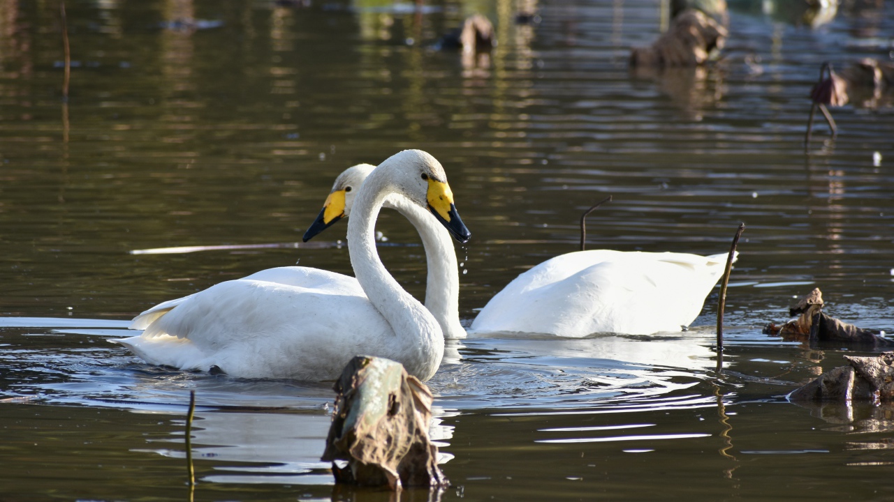 Два белых лебедя плавают в пруду 