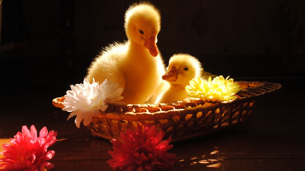 Два желтых маленьких утенка сидят в корзинке