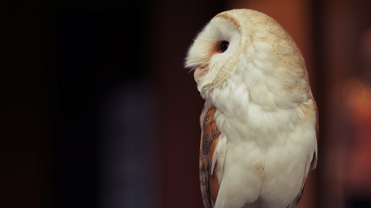 Белая большая сова вид сбоку 