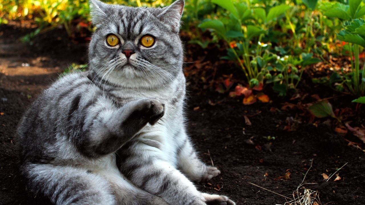 Шотландский кот лежит на земле в саду