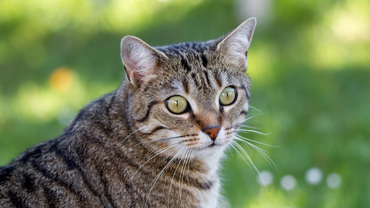 Взгляд серого зеленоглазого кота с длинными усами