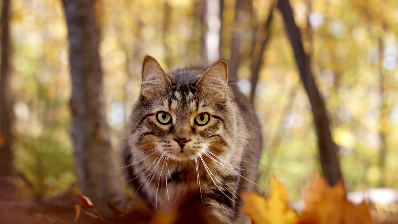 Зеленоглазый серый кот стоит на желтой листве в лесу