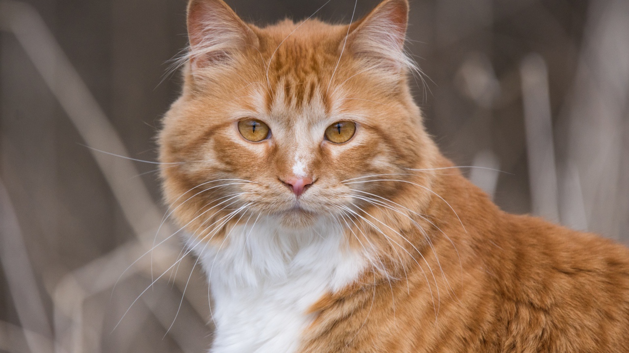 Взгляд красивого рыжего с белым кота 