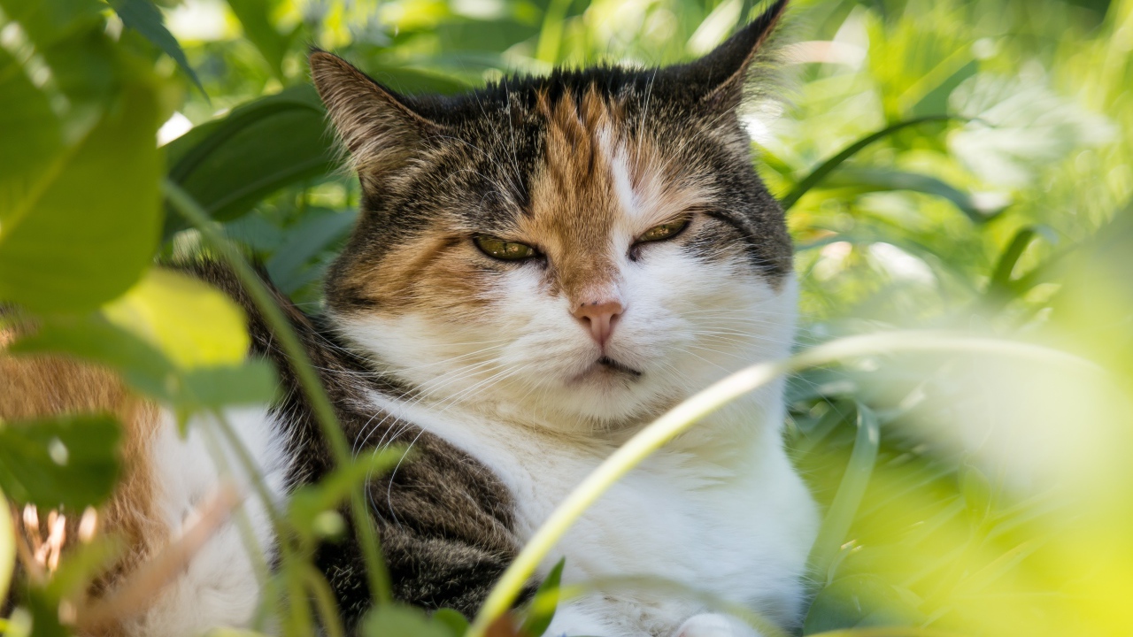 Сонный кот лежит в зеленой листве