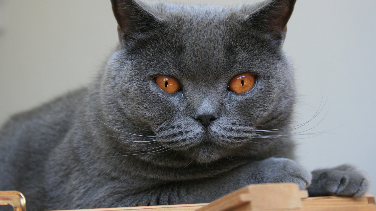 Красивый британский кот с желтыми глазами