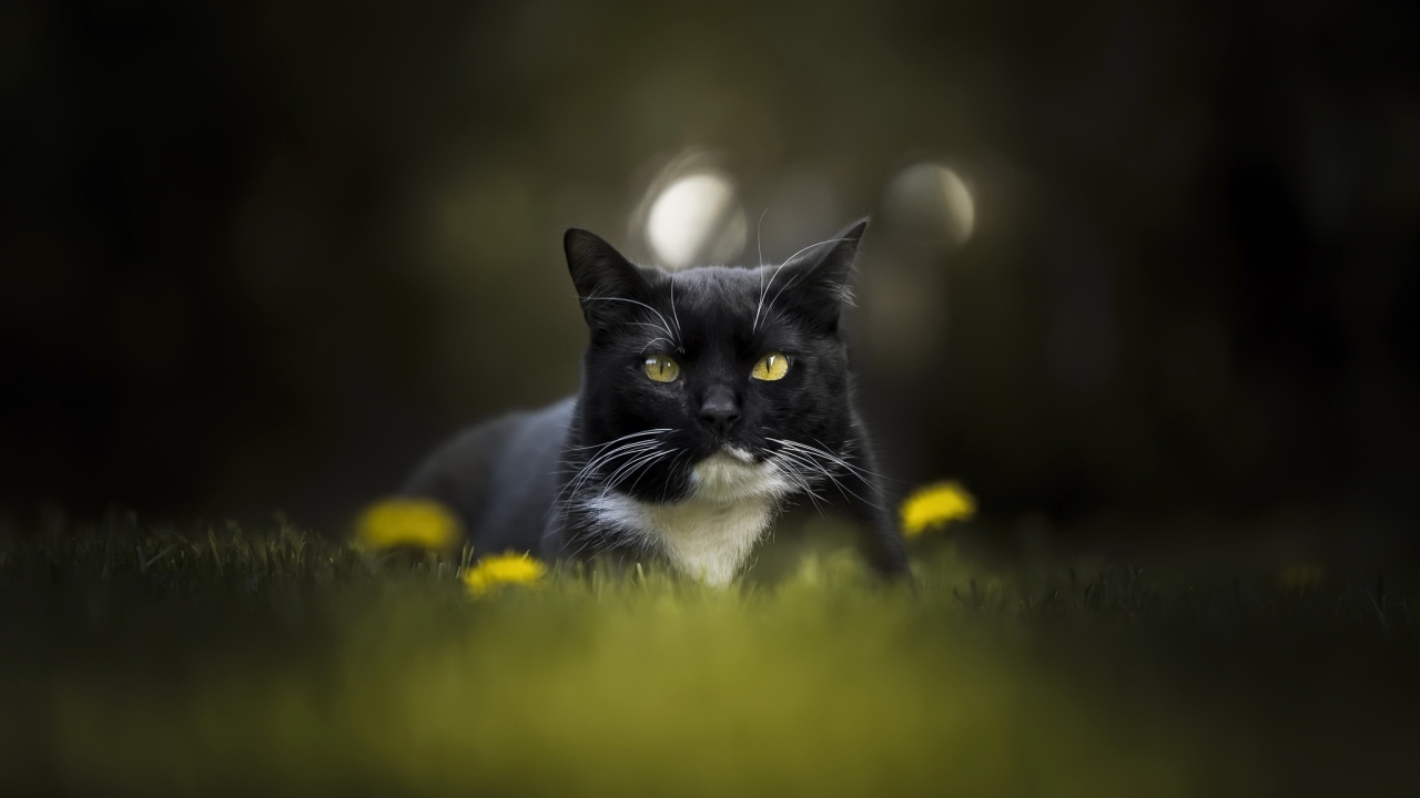 Красивый черно-белый кот сидит в траве