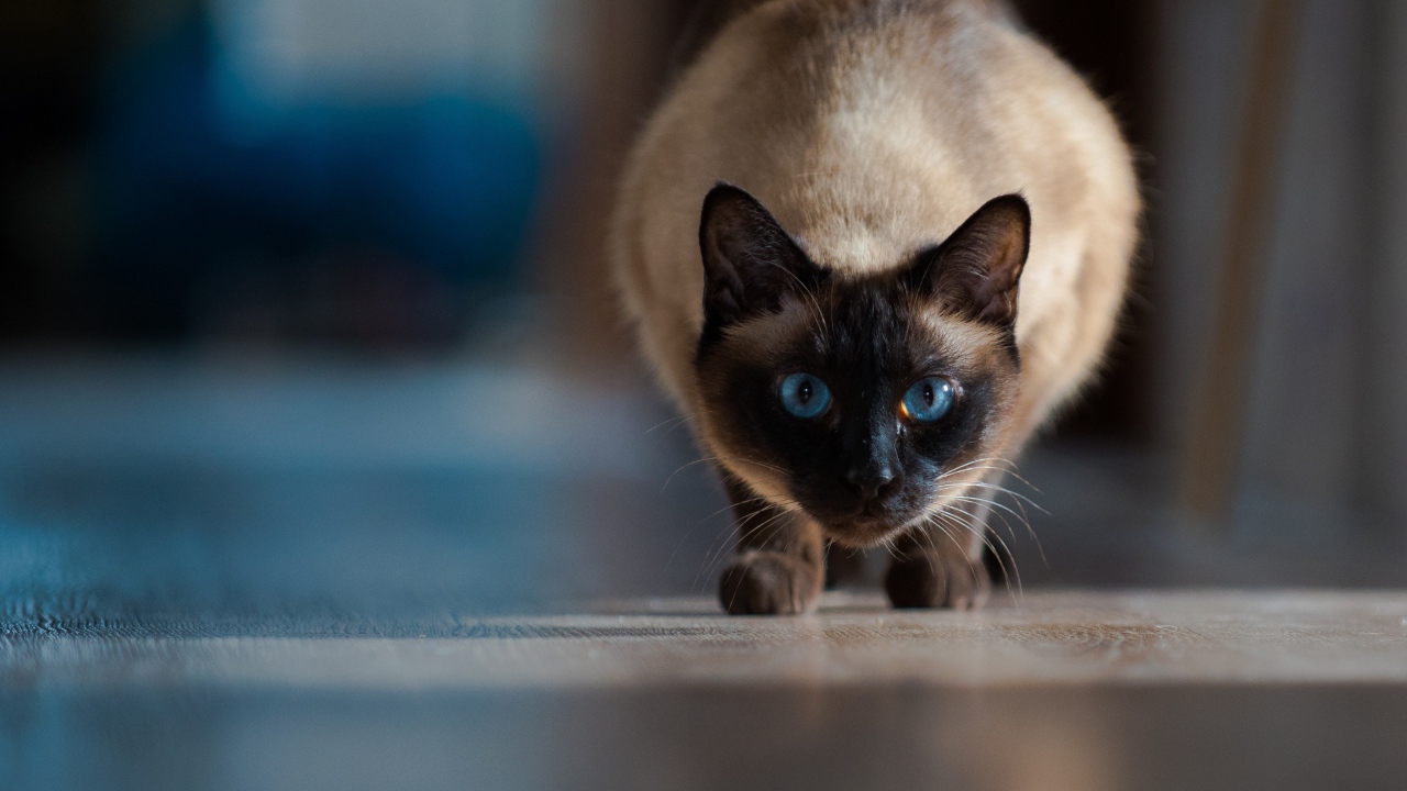 Красивый голубоглазый сиамский кот охотится 