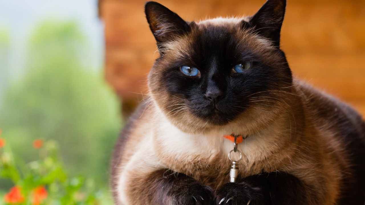 Красивый голубоглазый сиамский кот с ошейником