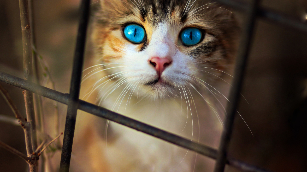 Красивый голубоглазый кот смотрит через решетку