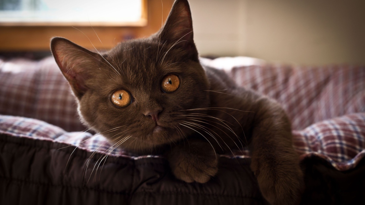 Красивый коричневый котенок