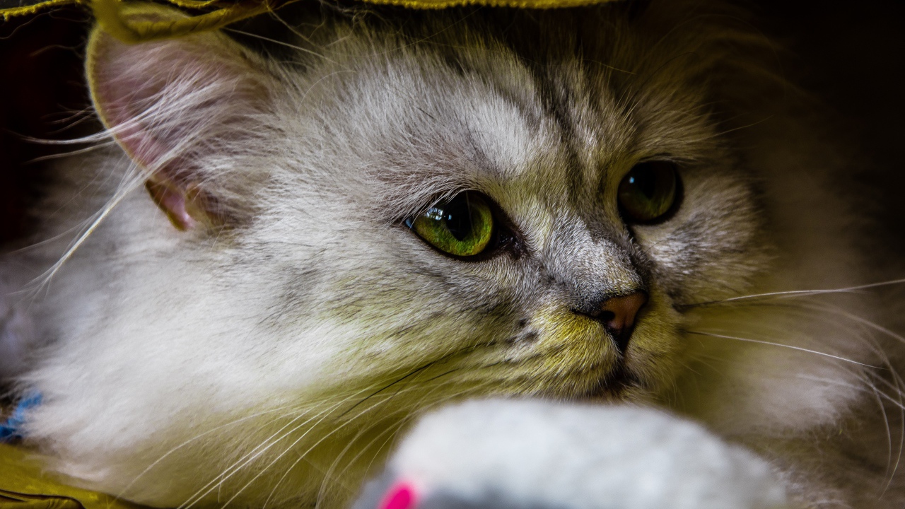 Красивый пушистый зеленоглазый кот под одеялом