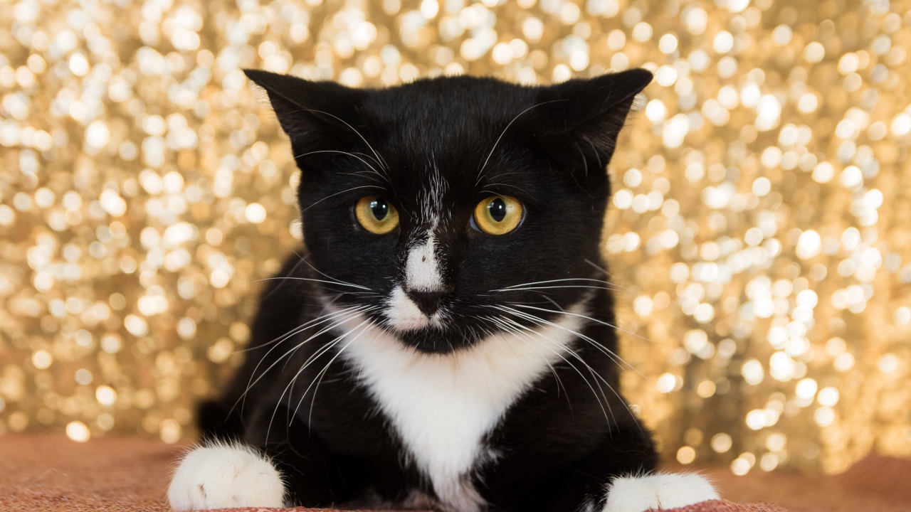 Красивый испуганный черно белый кот 