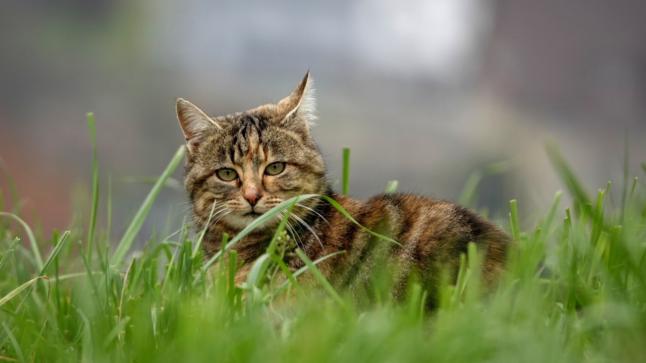 Красивый серый кот в зеленой траве