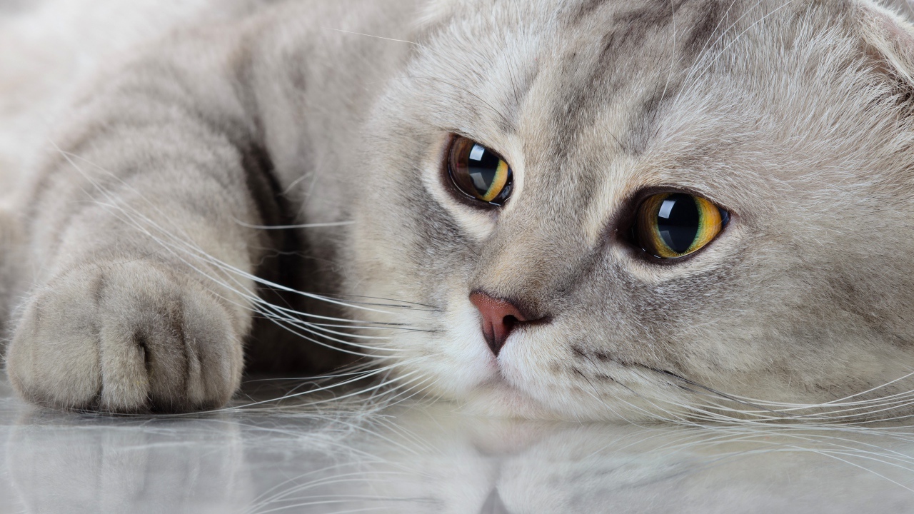 Красивый породистый кот с грустными глазами